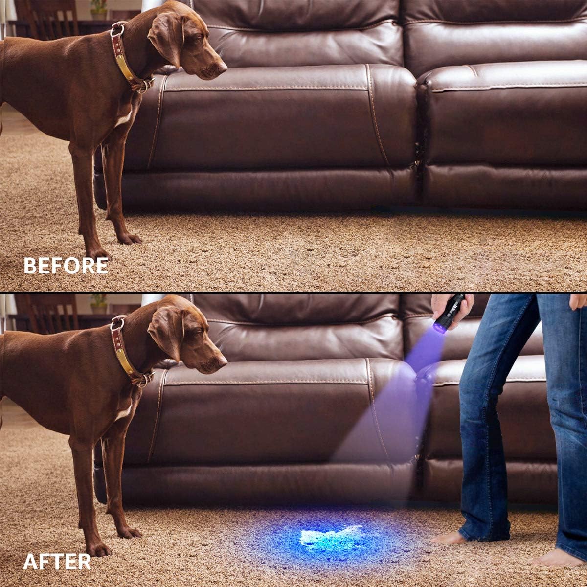 Lighting EVER Lepro LE UV Torch, 9 LED 395nm Ultraviolet Flashlight, Blacklight Detector for Pet Urine, Stain, Bed Bugs and More, 6 AAA Batteries Included - Image 10